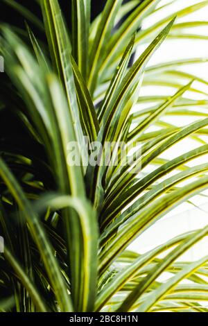 Strukturierte leuchtend grüne Palmenblätter Pflanzenhintergrund; Nahaufnahme, Makro Stockfoto