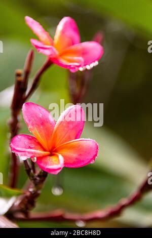 Vertikale Ansicht einer rosafarbenen Frangipani-Blume. Stockfoto