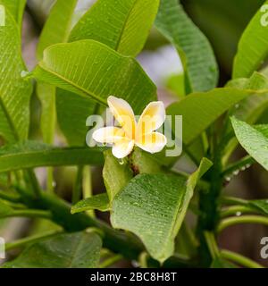 Quadratischer Blick auf eine blassgelbe Frangipani-Blume. Stockfoto