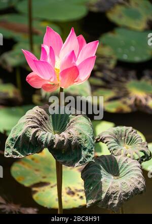 Vertikale Ansicht einer rosafarbenen Seerosenblume auf einem Teich. Stockfoto