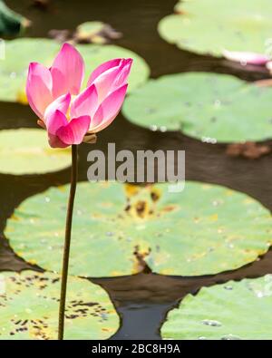 Vertikale Ansicht einer rosafarbenen Seerosenblume auf einem Teich. Stockfoto