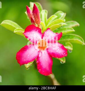 Quadratischer Blick auf eine Oleander-Blume. Stockfoto