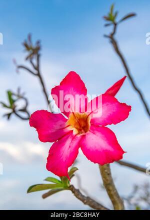 Vertikale Ansicht einer Oleander-Blume. Stockfoto