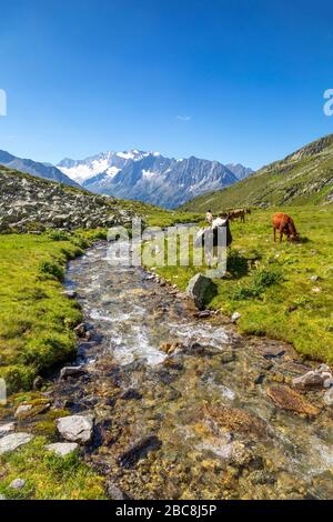 Kühe weiden im Lapenkar-Tal am Lapenkarbach, im Hintergrund die Hochfeiler-Gruppe, Tyrol, Bezirk Schwaz, Österreich Stockfoto