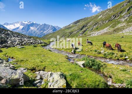 Kühe weiden im Lapenkar-Tal am Lapenkarbach, im Hintergrund die Hochfeiler-Gruppe, Tyrol, Bezirk Schwaz, Österreich Stockfoto