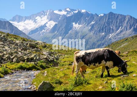 Kühe weiden im Lapenkar-Tal am Lapenkarbach, im Hintergrund die Hochfeiler-Gruppe, Tyrol, Bezirk Schwaz, Österreich Stockfoto