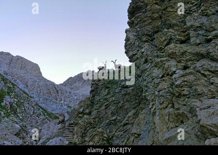 Fernwanderweg E5 von Oberstdorf nach Meran: Steinböcke beim Aufstieg von der Memminger Hütte zur Seescharte, Lechtaler Alpen, Tyrol, Österreich Stockfoto