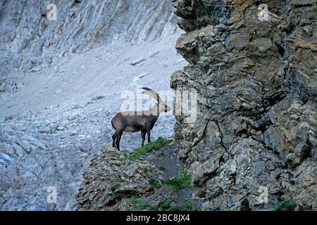 Fernwanderweg E5 von Oberstdorf nach Meran: Steinböcke beim Aufstieg von der Memminger Hütte zur Seescharte, Lechtaler Alpen, Tyrol, Österreich Stockfoto