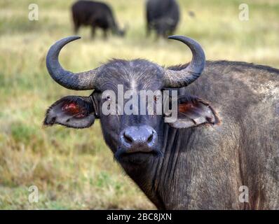 Buffalo. Afrikanische Büffel- oder Büffelweibchen (Syncerus Caffer), Lake Nakuru National Park, Kenia, Afrika Stockfoto