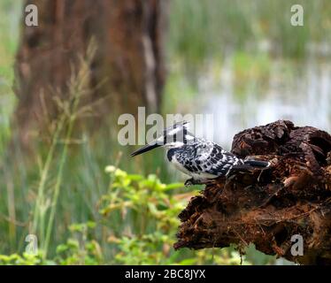 Pied Kingfisher (Ceryle rudis), Lake Nakuru National Park, Kenia, Afrika Stockfoto