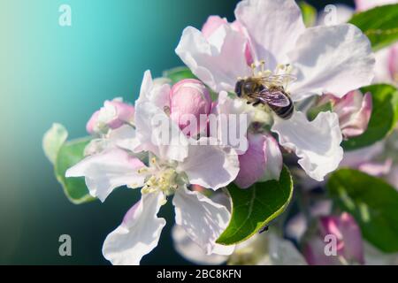 der apfel blüht auf einem verschwommenen Hintergrund in Pastellfarben Stockfoto