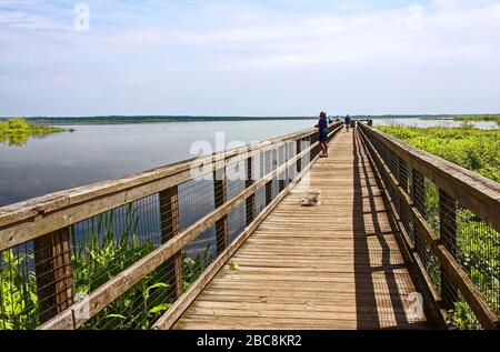 Holzsteg, über Wasser, Menschen, Wandern, Angeln, Vegetation, Freifläche, Natur, Geländer, Drahtgitter, Lake Wauberg, Paynes Prairie Preserve State Stockfoto