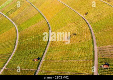 Drohnenschuss, Weinberge im Herbst, Korber Kopf, Remstal, Baden-Württemberg, Deutschland, Europa Stockfoto