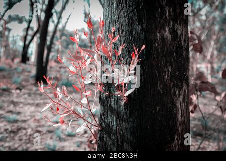 Regeneriert Baumblätter nach den Buschbränden in Australien Stockfoto
