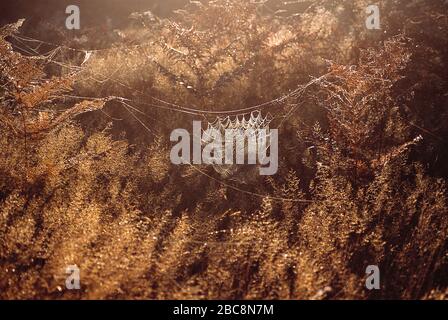 Guernsey. Tierwelt. Anachniden. Bracken mit Spiders Netz mit Tau bedeckt. Stockfoto