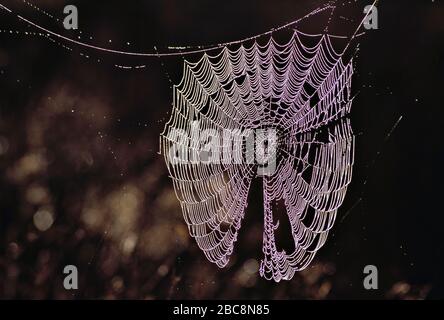 Guernsey. Tierwelt. Anachniden. Spinnennetz mit Tau bedeckt. Stockfoto