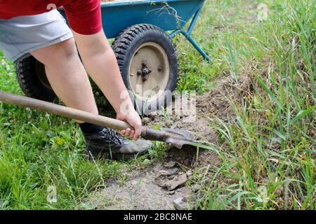 Der Kerl gräbt und legt die Erde in eine Schubkarre Stockfoto