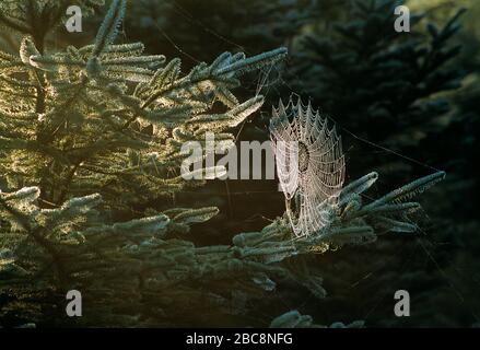 Tierwelt. Anachniden. Tau-bedecktes Spinnennetz auf Kiefernbaum. Stockfoto