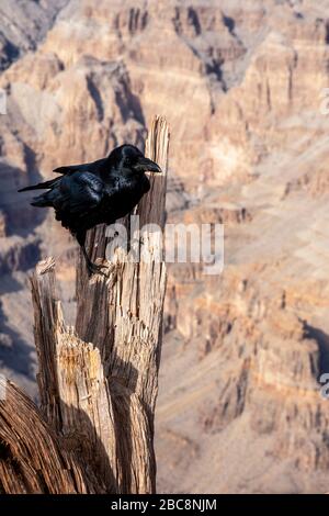 Grand Canyon West Rim, Arizona USA zeigt eine Krähe auf einem Baumstumpf. Stockfoto