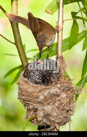 Gemeiner Kuckuck, Cuculus Canorus. Jung im Nest gefüttert von seinen Adoptivmüttern - Acrocephalus scirpaceus - European Warbler. Spanien Stockfoto