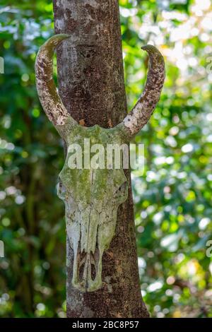 Sehr alt und mit Moos und Flechten bedeckt Bisonschädel, der im Dschungel am Baum hängt Stockfoto