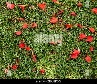 Natürliche Potpourri flach lag, rote Kronblätter auf dem Boden, grünes Gras, gespaltene Töne. Stockfoto