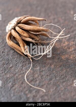 Corms of Persian Buttercups (Ranunculus asiaticus) Stockfoto