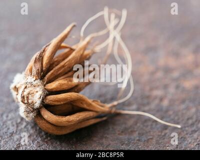 Corms of Persian Buttercups (Ranunculus asiaticus) Stockfoto