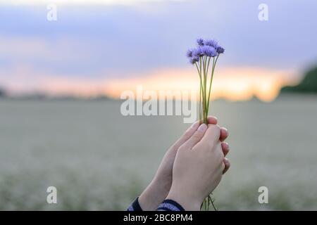 Hände, die einen Strauß Kornblumen vor dem Hintergrund des Abendhimmels und ein Blumenfeld halten Stockfoto