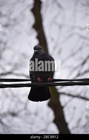 Eine gequetschte Taube steht auf einem Kabel. Weißer natürlicher Hintergrund Stockfoto