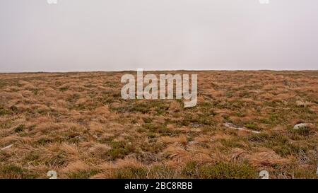 Gräserfeld auf einem Plateau an einem nebligen bewölkten Tag in den Ticknok Bergen, Dublin, Irland. Stockfoto