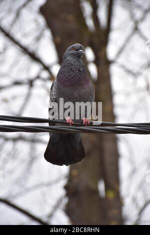 Die graufarbene Taube steht elegant auf dem Kabel. Im Hintergrund befindet sich ein verschwommener Baum Stockfoto