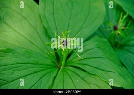 Herb Paris'Paris Quadrifolia' in feuchtem Wald auf kalkreichen Böden gefunden, dicht beieinander mit Blumen, nicht üblich, Frühsommer.Wiltshire, Großbritannien. Stockfoto