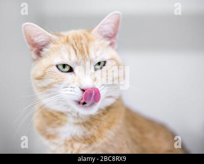 Eine orangefarbene Katze mit Tabby und Kurzhaarform, die ihre Lippen leckt Stockfoto