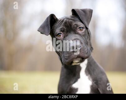 Ein süßer schwarz-weißer Pit Bull Terrier Mixed Breed Welpe mit großen Floppy-Ohren und einem zerknitterten Gesicht mit einer Kopfneigung Stockfoto