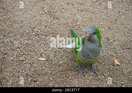 Kleiner grüner Papagei Mönchssittiche (Quäker Papageien) stehen auf dem Boden im Barcelona Park, Spanien Stockfoto