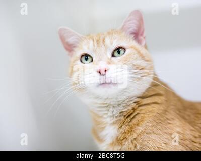 Eine orangefarbene Tabby-Kurzhaarkatze auf weißem Hintergrund Stockfoto