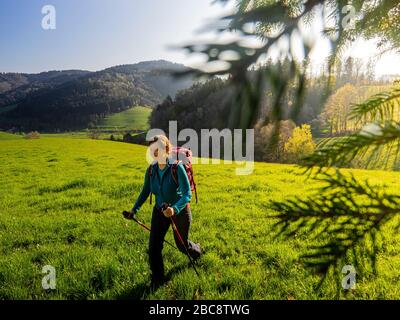 Wandern auf dem Zweilersteig, Kohlenbacher Tal, Blick Richtung Kandel Stockfoto