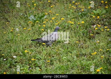 Eine malerische Wiese mit Löwenzahn und Feldpflanzen. Die Taube läuft auf der Wiese. Stockfoto