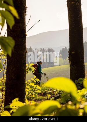 Wandern auf dem Zweilersteig, Kohlenbacher Tal, Blick Richtung Kandel Stockfoto