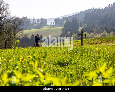 Wandern auf dem Zweilersteig, Kohlenbacher Tal, Blick Richtung kandel Stockfoto