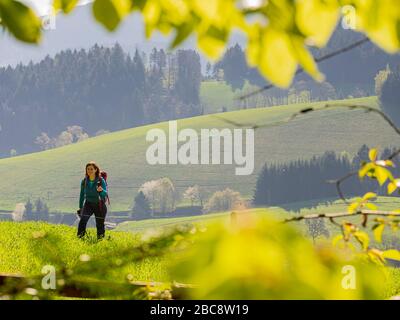 Wandern auf dem Zweilersteig, Kohlenbacher Tal, Blick Richtung Kandel Stockfoto