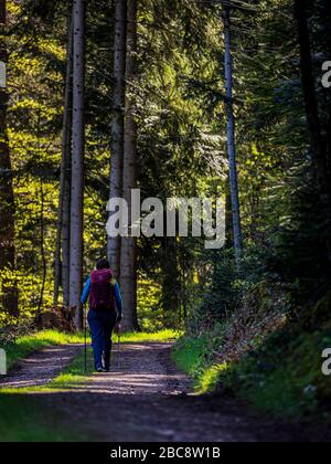 Wandern auf dem Zweilersteig, Kohlenbacher Tal Stockfoto