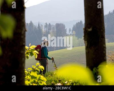 Wandern auf dem Zweilersteig, Kohlenbacher Tal, Blick Richtung Kandel Stockfoto