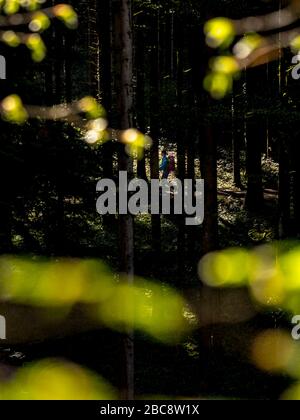 Wandern auf dem Zweilersteig, Kohlenbacher Tal Stockfoto