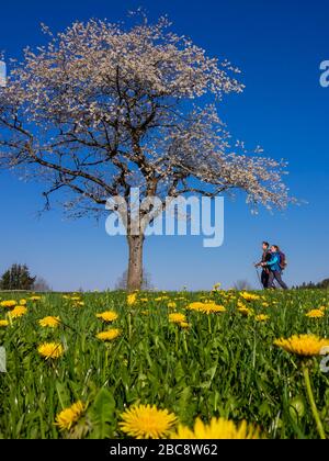 Wandern auf dem Zweilersteig, Frühling auf dem Hünersedel Stockfoto