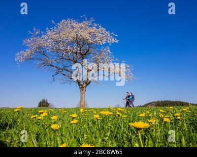 Wandern auf dem Zweilersteig, Frühling auf dem Hünersedel Stockfoto