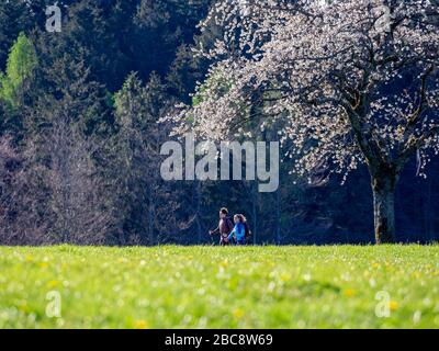 Wandern auf dem Zweilersteig, Frühling auf dem Hünersedel Stockfoto