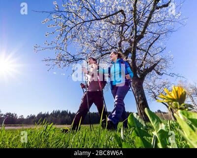 Wandern auf dem Zweilersteig, Frühling auf dem Hünersedel Stockfoto