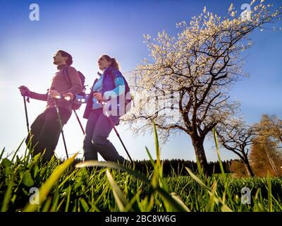 Wandern auf dem Zweilersteig, Frühling auf dem Hünersedel Stockfoto